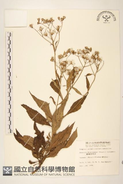 臺灣劉寄奴藏品圖，第1張