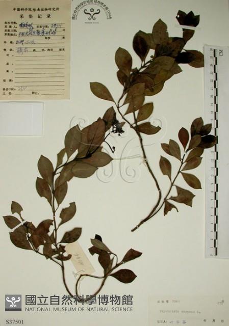 拎壁龍藏品圖，第1張