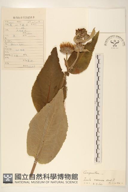 總狀土木香藏品圖，第1張