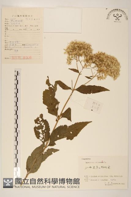 華澤蘭藏品圖，第1張