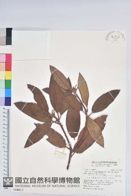 森氏杜鵑、森氏滿江紅藏品圖，第1張