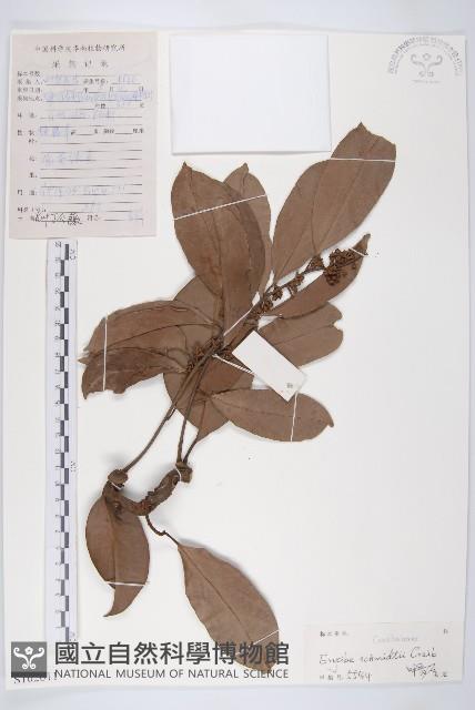 光葉丁公藤藏品圖，第1張