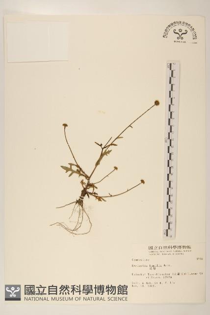 矮菊藏品圖，第1張