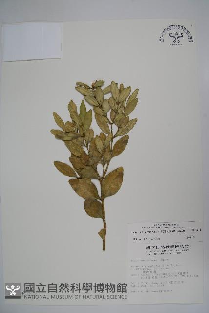 琉球黃楊藏品圖，第1張