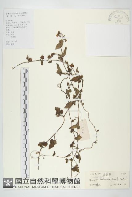 卵葉菜欒藤藏品圖，第1張