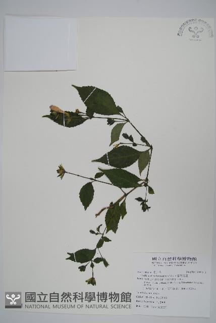 臺灣馬藍藏品圖，第1張