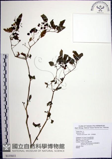 光果龍葵藏品圖，第1張