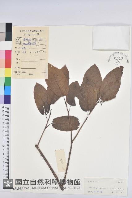 白木烏臼藏品圖，第1張