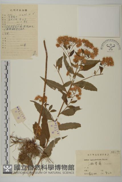 山白蘭藏品圖，第1張