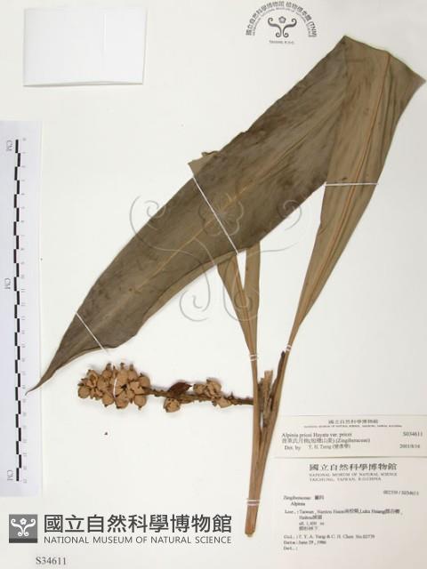 普萊氏月桃、短穗山姜藏品圖，第1張