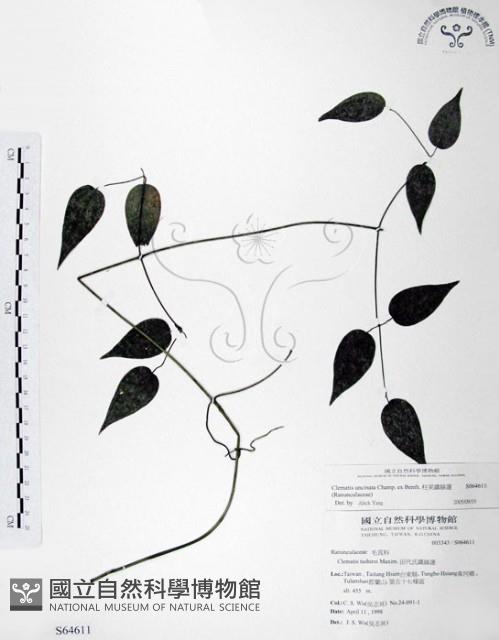 柱果鐵線蓮藏品圖，第1張