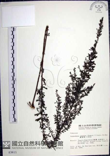 Perennial lespedeza, Iron broom Collection Image