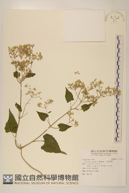 小花蔓澤蘭藏品圖，第1張