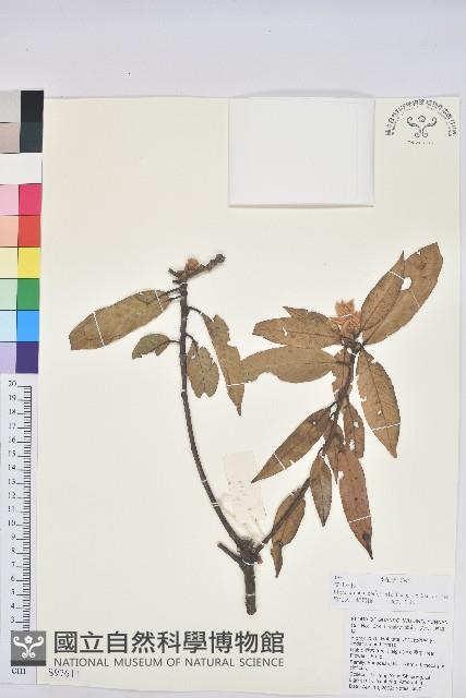 窄葉石櫟藏品圖，第1張