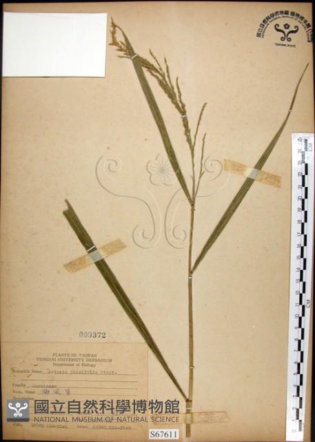 棕葉狗尾草藏品圖，第1張