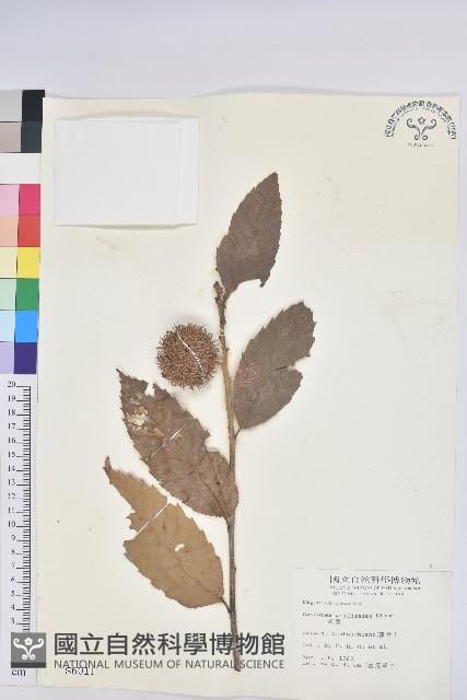 板栗藏品圖，第1張