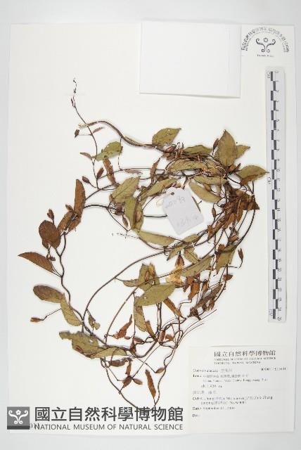 登錄號:S136011藏品圖，第1張