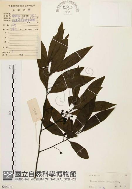 山胡椒藏品圖，第1張