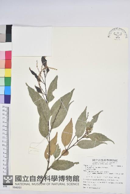 長尾栲、長尾柯、長尾尖葉櫧藏品圖，第1張