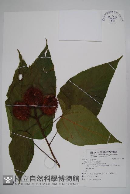 臙脂樹藏品圖，第1張