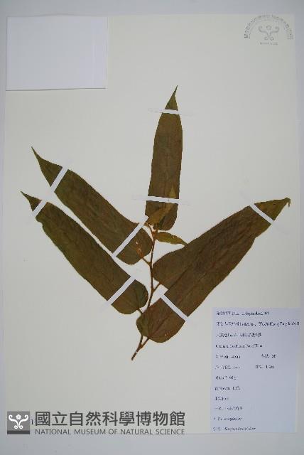 小花八角楓藏品圖，第1張