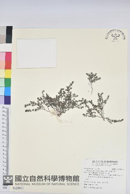 小葉大戟藏品圖，第1張