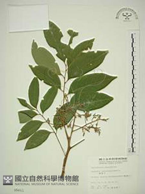 無患子藏品圖，第1張