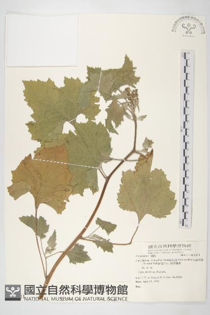 蒼耳、羊帶來藏品圖，第1張