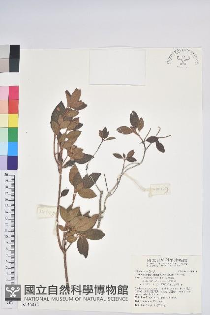 紅毛杜鵑藏品圖，第1張