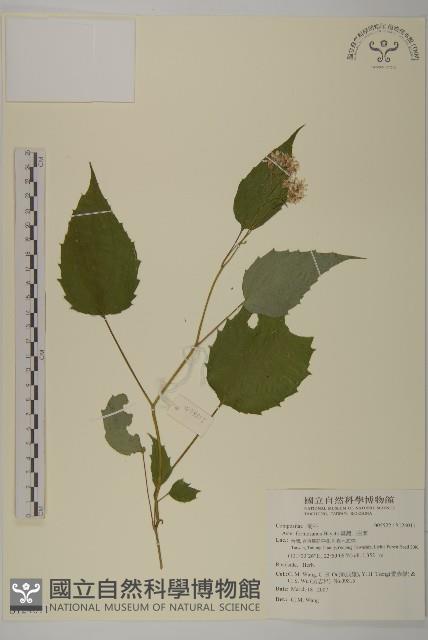 臺灣山白蘭藏品圖，第1張