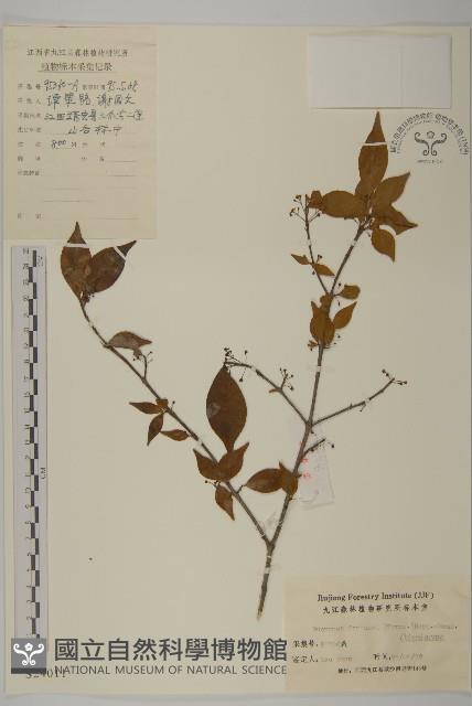 扶芳藤藏品圖，第1張