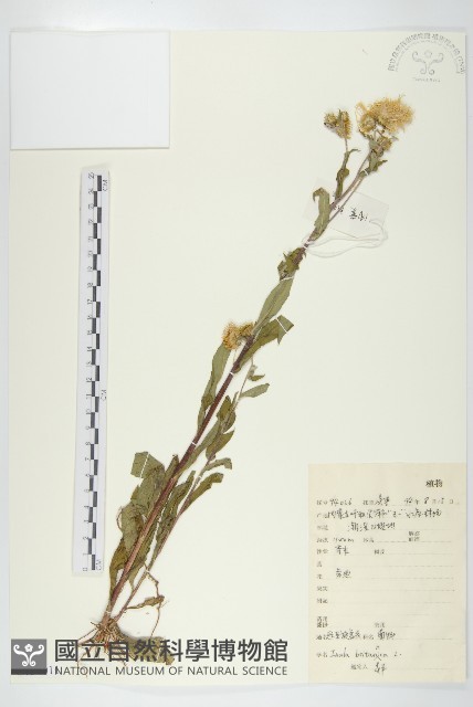 歐亞旋覆花藏品圖，第1張