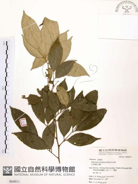 石苓舅藏品圖，第1張