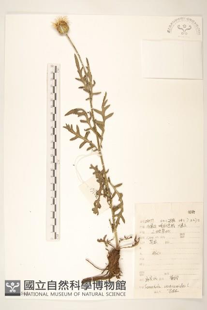 麻花頭藏品圖，第1張