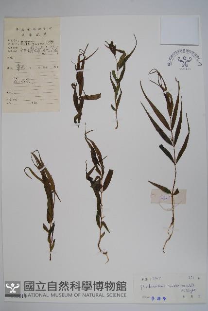 石蘿藦藏品圖，第1張