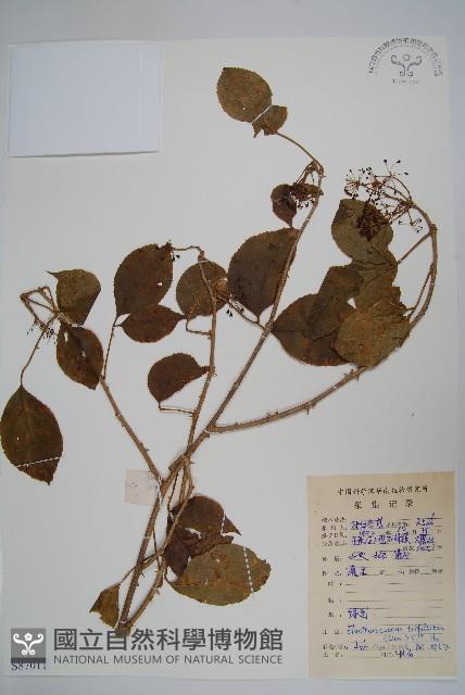 三葉五加藏品圖，第1張