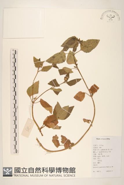 金鈕釦藏品圖，第1張