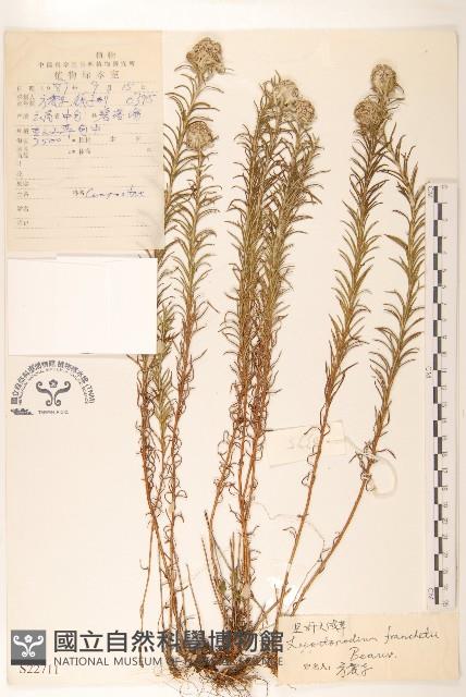 堅杆火絨草藏品圖，第1張