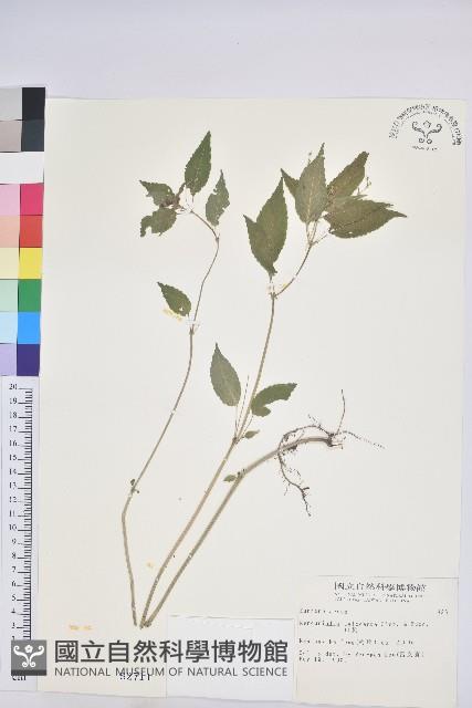 山靛藏品圖，第1張