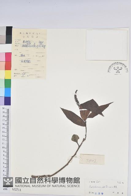 山地五月茶藏品圖，第1張