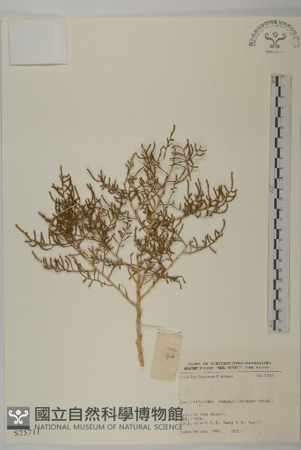 登錄號:S025711藏品圖，第1張