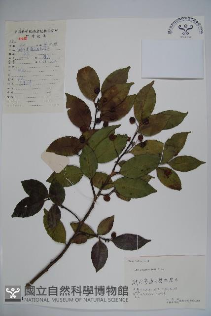 刻脈冬青藏品圖，第1張