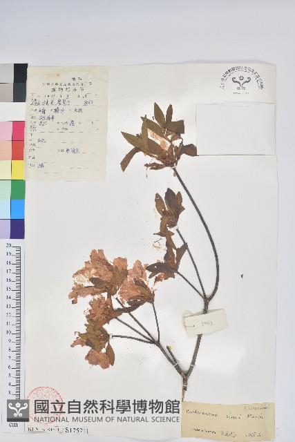 唐杜鵑、大屯杜鵑、中原氏杜鵑藏品圖，第1張