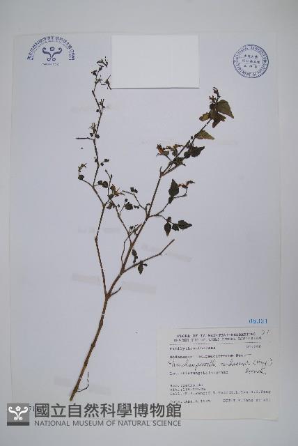 曲莖馬藍藏品圖，第1張