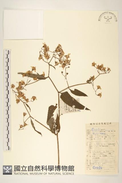 黃菀藏品圖，第1張