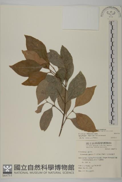 福建賽衛矛、福建假衛矛藏品圖，第1張