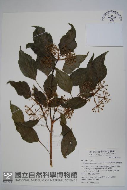 臺灣樹參藏品圖，第1張