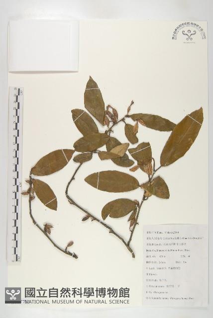 宜昌胡頹子藏品圖，第1張