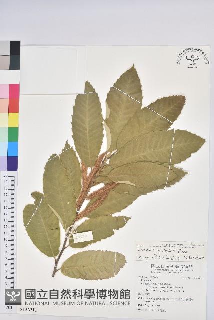 板栗藏品圖，第1張