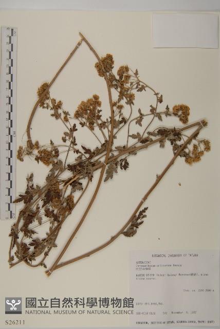 阿里山油菊藏品圖，第1張